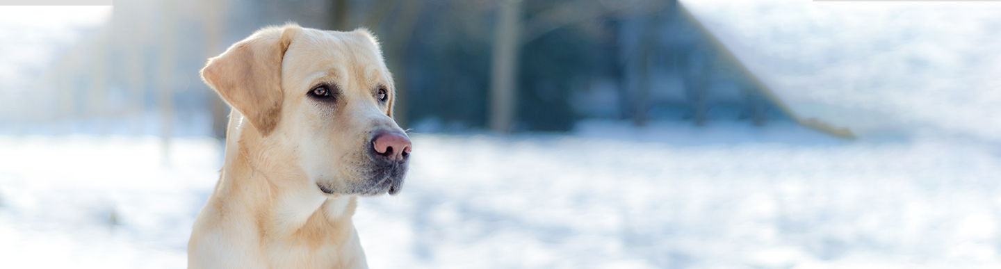 Pre-Application for a Service Dog (for a Non-Veteran in San Diego)