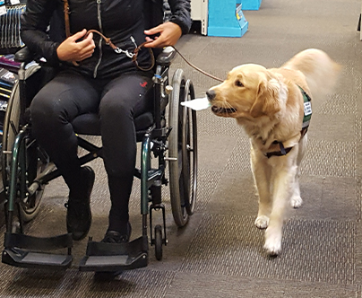 Therapy Dog Registration (Audit Without Dog)