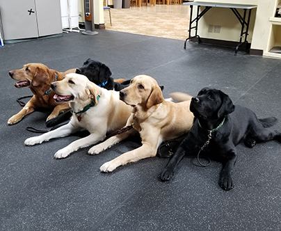 Therapy Dog Program Volunteer Application
