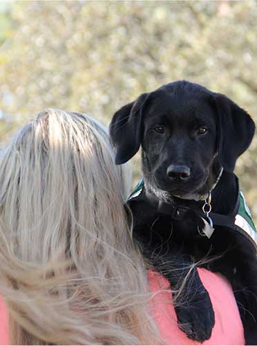 Therapy Dogs