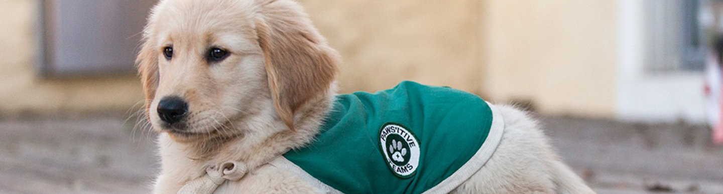 Pre-Application Process For Service Dogs