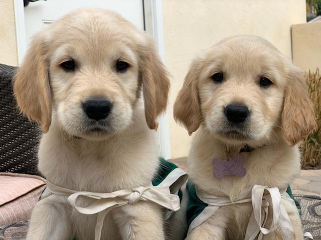 Meet Bear & Bertie!