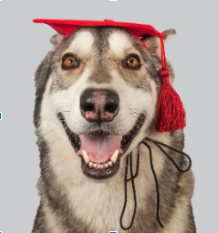 What is Therapy Dog Prep School?