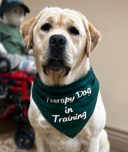 What Makes a Good Therapy Dog?